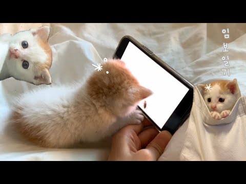 vlog•..🍼아기고양이 임보일기