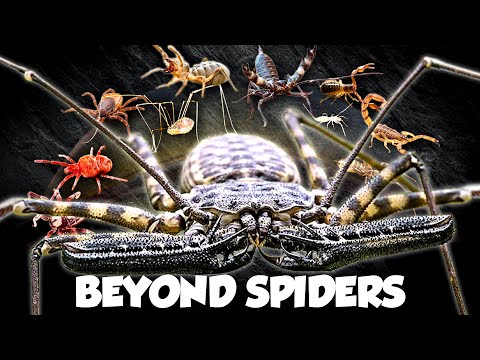 Every Arachnid on Earth (are they in YOUR backyard?)
