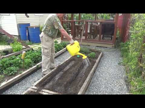 3. Revealing the secrets to a bountiful tomato harvest! The best way to plant tomatoes in your ga...