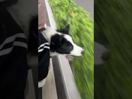 It must be really painful! π£ #dogs #funnydogs #funnyvideos #funnymoments #shortvideo #viral