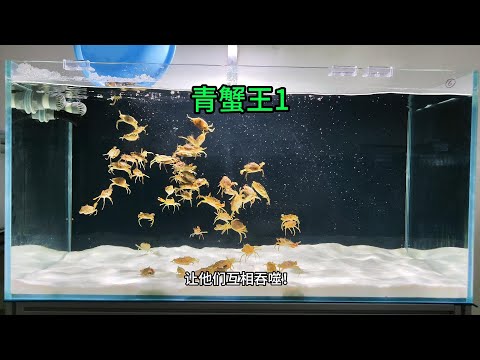 把162只青蟹养在一起,能否诞生一只青蟹王?(青蟹王1)