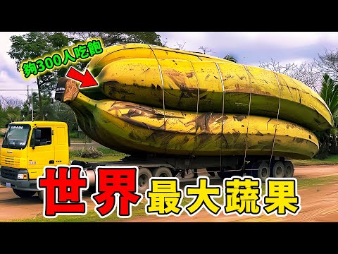 這是真的嗎?鏡頭拍下全世界最大的10種蔬果,比頭還大的檸檬只能排第七,第一名難以置信!重達1226公斤嚇壞種菜阿姨!