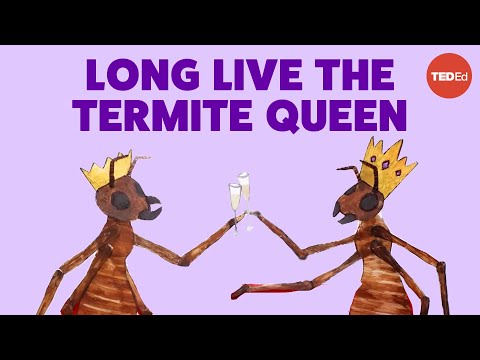 Coneheads, egg stacks, and anteater attacks: The reign of a termite queen - Barbara L. Thorne