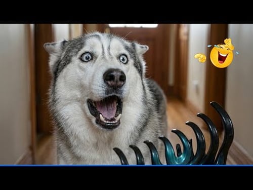 Super Funny Animal Videos ๐น๐ถ The Funniest Dog Moments Compilation ๐พ