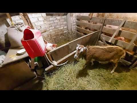 поехал к брату покупать кукурузу! как поживает Милка и все остальные??