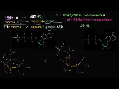 Объединение реакций для создания глюкозо-6-фосфата (видео 12) | Энергия | Биология