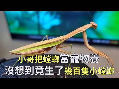 The young man picked up a mantis with spirit and kept it as a pet every day. Who would have thought