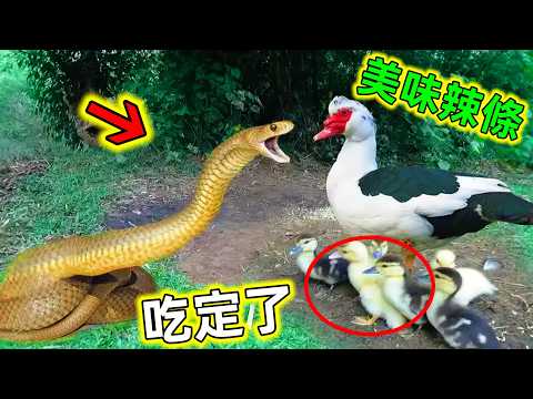 罕見畫面|再強的毒蛇遇到這些高智商動物也只能被秒殺!大開眼界#毒蛇剋星 #蛇的剋星 #毒蛇最強對手 #動物科普 #毒蛇 #高智商動物 #世界之最 #老王看世界