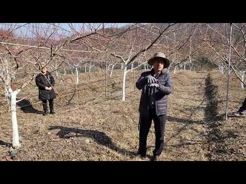 박준규명인 대홍복숭아 뿌리와 나무 균형 잡기 240131