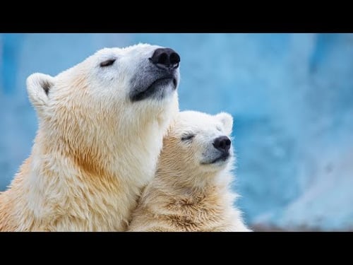 The Harsh Reality for Polar Bears in Arctic (Animal Documentary)