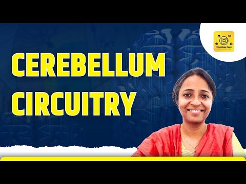 Cerebellum circuitry physiology mbbs 1st year | Central nervous system | CNS physiology