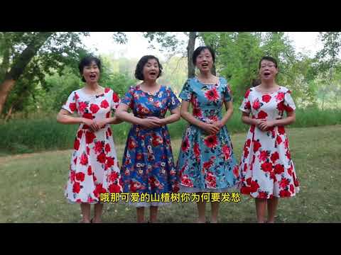 合唱《山楂树》