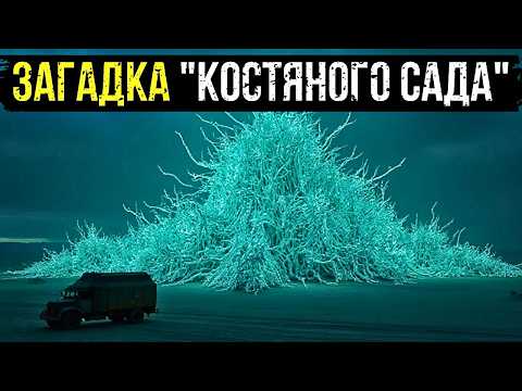 ЗАГАДКА "КОСТЯНОГО САДА": ЧТО НАШЛА СОВЕТСКАЯ ЭКСПЕДИЦИЯ В ПУСТЫНЕ ГОБИ?