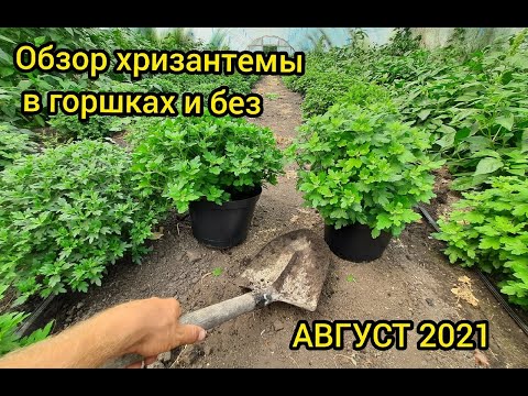 Как пересадить хризантему с грунта в горшок