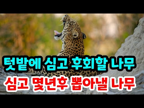 텃밭에 심고 후회할 나무 이런 나무는 몇년후 뽑아내야 합니다 #유실수#과수원#정원수#나무심는시기#나무시장#시골#농사#자연#주말농부#도시농부#건강#힐링#전원생활#귀농귀촌