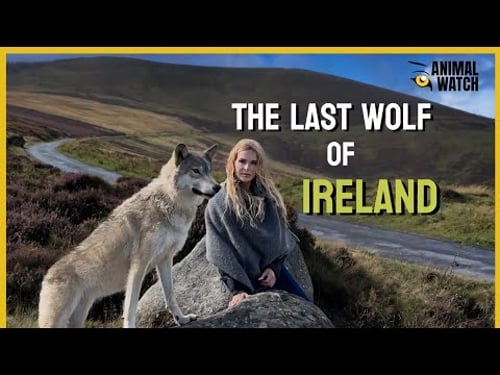 THE LAST WOLF OF IRELAND