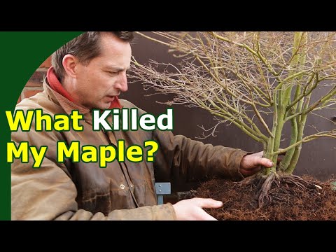 This Japanese Maple Bonsai Stock DIED!