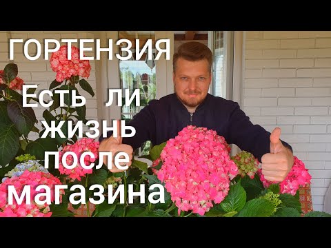 Гортензия. Есть ли жизнь после магазина ? Лечим. Спасаем .Реанимируем.
