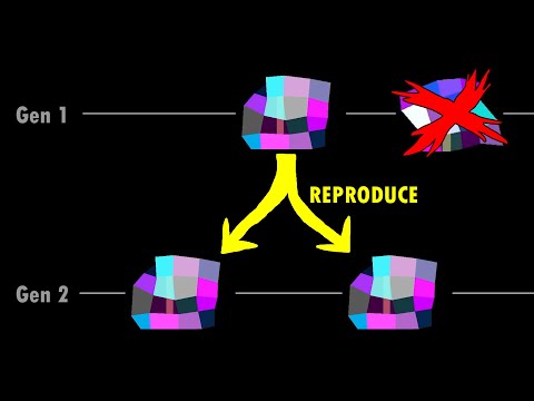 Jelly Evolution Simulator
