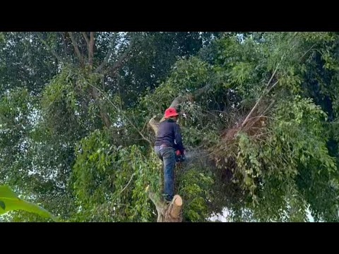 Cleanup overgrown - Cut down the dangerous fig tree growing by the roadside