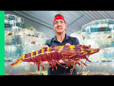 Eating Every Shrimp in Asia!