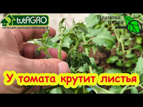 МОЩНАЯ ПОДКОРМКА ТОМАТОВ НА ЗАКЛАДКУ КИСТЕЙ! Увеличьте урожай четырьмя проверенными способами.