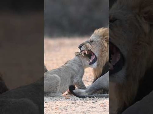 Curious Cubs Better Watch Out for Father's Teeth