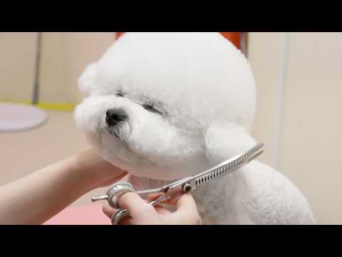 Process of Fluffy Puppy Becoming Teddy Bear. Korean Dog Beautician