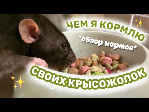 REVIEW OF RAT FOODS AND TREATS WHICH RAT FOOD TO CHOOSE