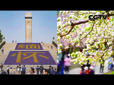 清明假期出行迎高峰 春日繁花次第开 南北春色各不同 | CCTV「家国清明」20260404