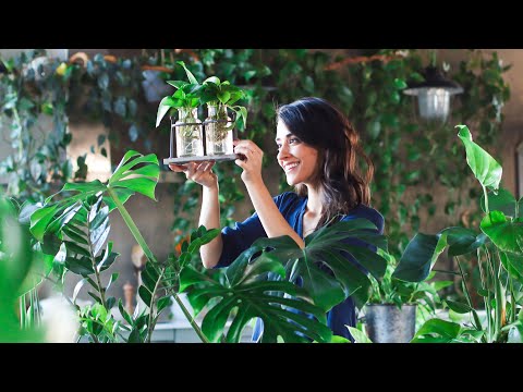 Plant propagation for beginners » 5 indoor plants