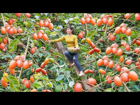 Harvesting A Lot Of Sour NHOT Fruit Goes To Market Sell - Cook Papaya as Food For Pigs, Farm Life