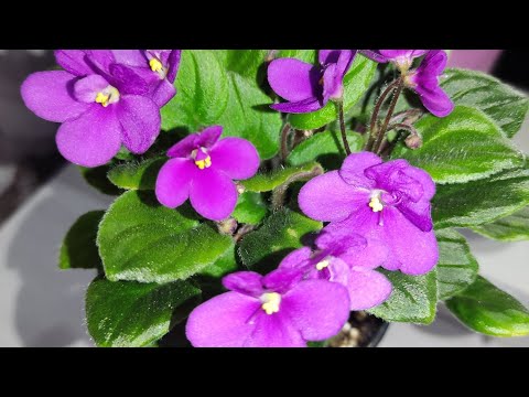 Фиалки у Алисы.