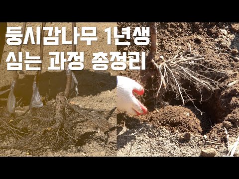 봄철 나무심기의 정석