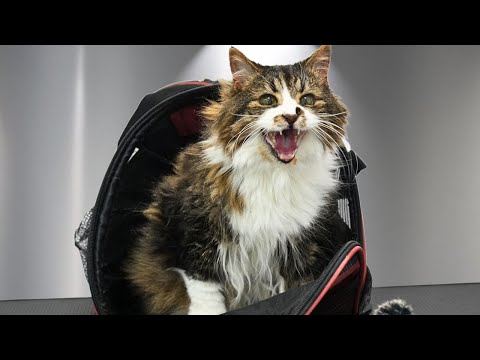 This Senior Cat Was Completely Matted...But Wait Until You Hear Her Reactions 😹