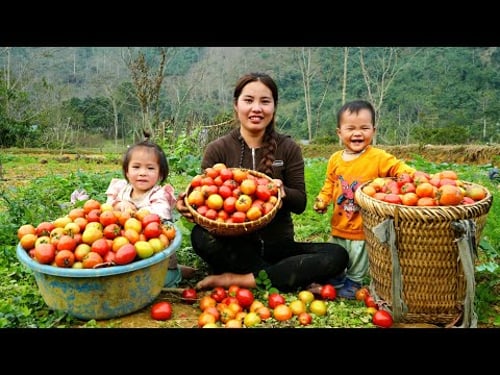 Harvesting a giant tomato garden to sell at the market - cooking with my little son