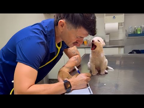 Adorable Dogs Who Interrupt Their Own Vet Checkups 🤣 Funniest Dog Reactions!