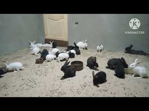 اسيب الذكر مع الإناث ولا لا وكم عدد الذكور مع الإناث