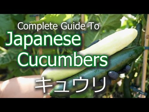 Complete Guide To Growing Japanese Cucumbers | Germination | Harvesting | キュウリ