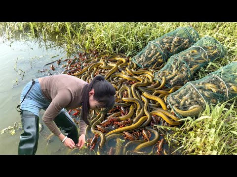 美女驱车700公里来到陕西抓黄鳝,到底是亏是赚?!【文杰吖】