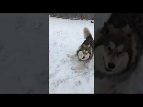 Dog Fail Jump Attack