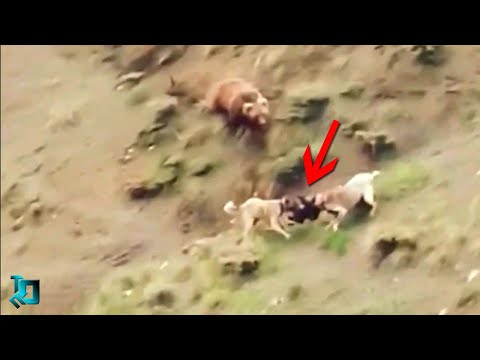 Невозможно Оторвать Глаз! Эти Случаи с Животными Вы Запомните На Всю Жизнь