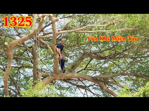 Full : Vua Khỉ Miền Tây cưa cây Bàng Đài Loan gần trụ điện ba pha Cutting tree