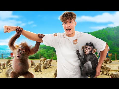 Ich gehe in einen Affenpark