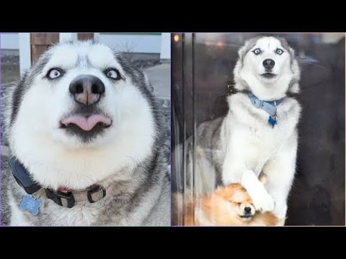 Ultimate Husky Fails You Can’t Unsee