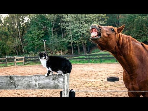 Crazy Cats Causing Chaos πΉ Hilarious Encounters With Wild Animals 2026