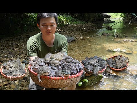 Catch frogs to cook and sell. Robert | Green forest life