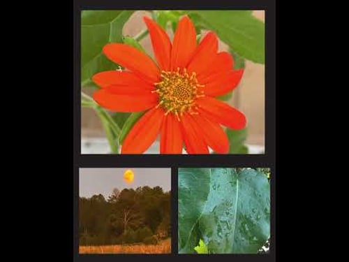 2025 CENTRAL MS FAIR PHOTOGRAPHS