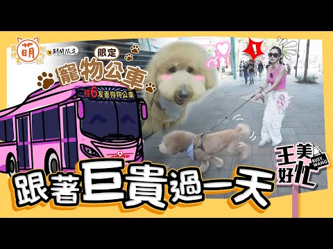 王美 王思佳 一日大型犬飼主擔當!帶著標準貴賓去搭乘大眾運輸?【 萌期間限定 】 萌寵明星粗乃玩 特別企劃 @haveapetday