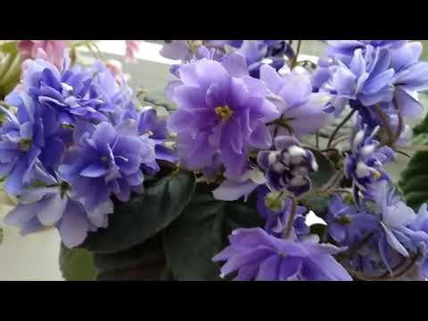 Фиалки./ Моя коллекция мини и полумини сортов.